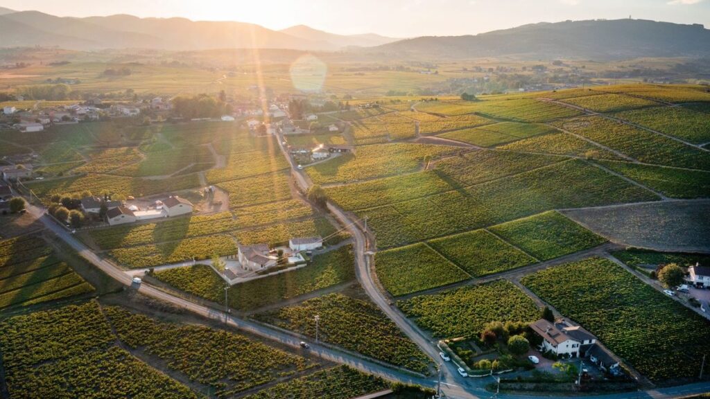 Beaujolais: de streek die bedolven raakte onder zijn eigen succesnummer