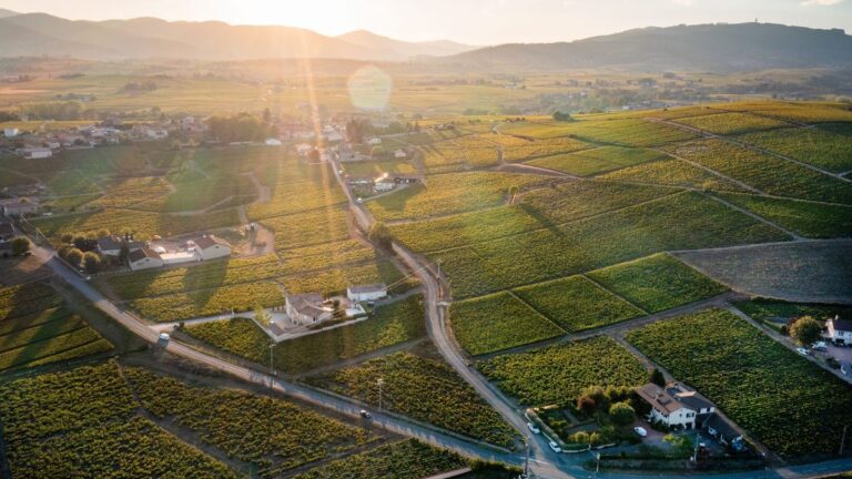 Wijngaarden bij Villié-Morgon, een van de crus van de Beaujolais