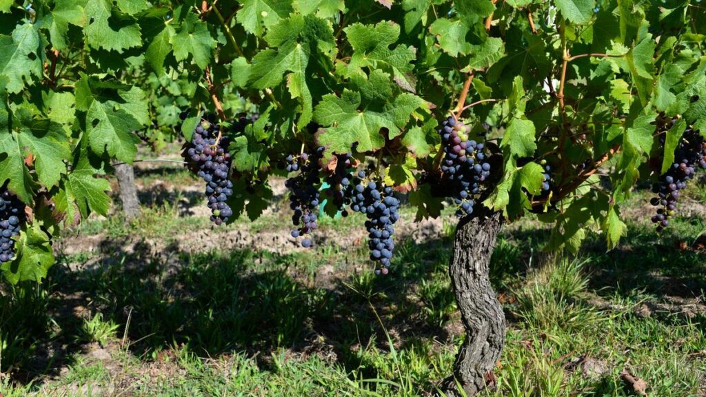 Languedoc: van wijnmeer naar het beste koopje van Frankrijk