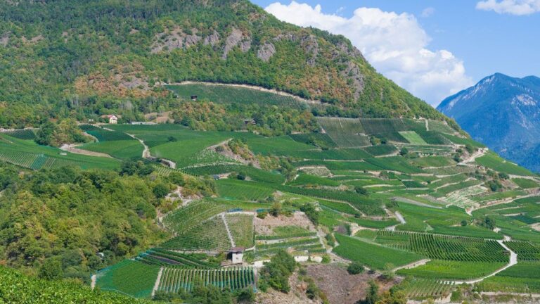 Terrasvormige wijngaarden in de Rhônevallei, het landschap van de noordelijke Rhône