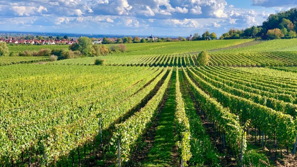 Pfalz: Duitse wijn met meer vlees op de botten