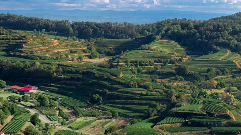Terrasvormige wijngaarden op een steile helling, zoals in het Priorat