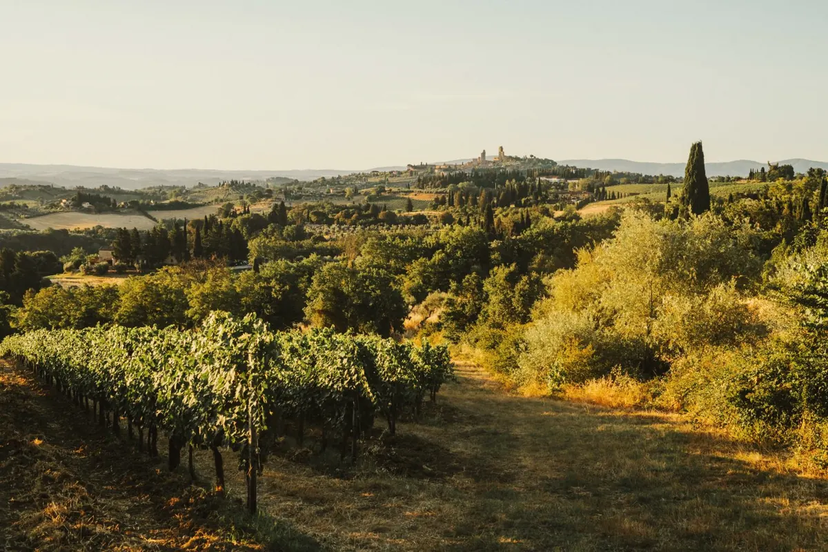Wijngaarden in Toscane bij zonsondergang
